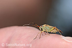 C364846: Actinonotus pulcher (Weichwanze)