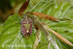 Dolycoris baccarum (C364873)