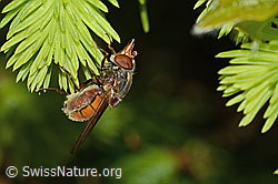 Rhingia campestris (C364881) Rhingia campestris (C364881)
