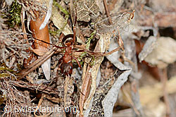 Formica rufa (C364885)