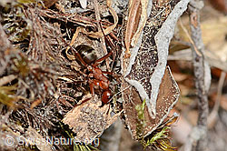 Formica rufa (C364886)