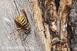 Dolichovespula saxonica (C364891) Dolichovespula saxonica (C364891)