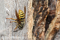 Dolichovespula saxonica (C364893) Dolichovespula saxonica (C364893)