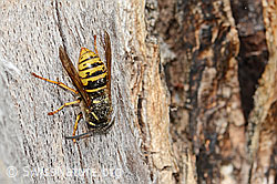Dolichovespula saxonica (C364894) Dolichovespula saxonica (C364894)