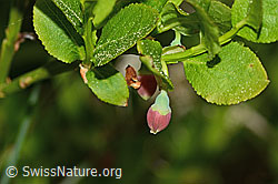 Vaccinium myrtillus (C364964) Vaccinium myrtillus (C364964)