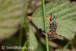Rhynocoris annulatus (C364975) Rhynocoris annulatus (C364975)