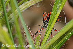 Rhynocoris annulatus (C364979) Rhynocoris annulatus (C364979)
