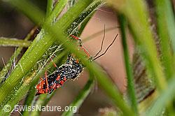 Rhynocoris annulatus (C364983) Rhynocoris annulatus (C364983)