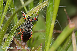 Rhynocoris annulatus (C364985) Rhynocoris annulatus (C364985)