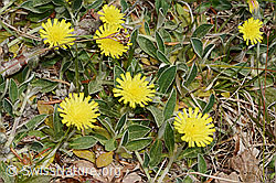 C364991: Langhaariges Habichtskraut (Hieracium pilosella)