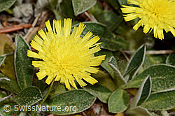 C364992: Langhaariges Habichtskraut (Hieracium pilosella)