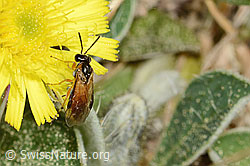 Athalia circularis on Euphorbia cyparissias