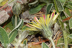 C364996: Langhaariges Habichtskraut (Hieracium pilosella)