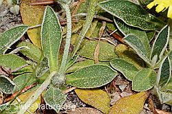 C364997: Langhaariges Habichtskraut (Hieracium pilosella)