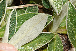 C364998: Langhaariges Habichtskraut (Hieracium pilosella)