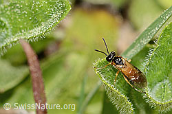 Athalia circularis (C365004) Athalia circularis (C365004)
