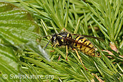 Dolichovespula saxonica (C365031) Dolichovespula saxonica (C365031)