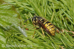 Dolichovespula saxonica (C365032) Dolichovespula saxonica (C365032)