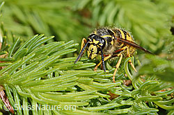 Dolichovespula saxonica (C365033) Dolichovespula saxonica (C365033)