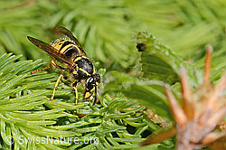 Dolichovespula saxonica (C365034) Dolichovespula saxonica (C365034)