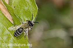 Andrena gravida (C365053) Andrena gravida (C365053)