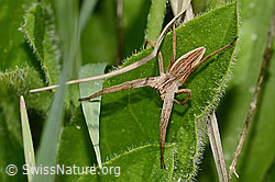 Pisaura mirabilis (C367389) Pisaura mirabilis (C367389)