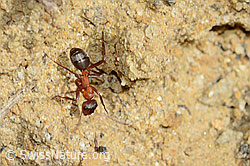 C367417: Rote Waldameise (Formica rufa)