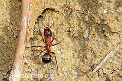 C367418: Rote Waldameise (Formica rufa)