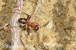 C367419: Rote Waldameise (Formica rufa)