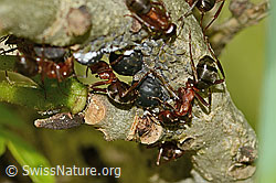 C367440: Rote Waldameisen (Formica rufa)
