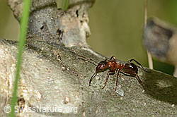C367445: Rote Waldameise (Formica rufa)