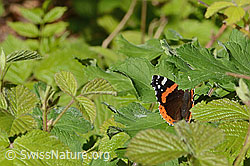 Vanessa atalanta (C367446) Vanessa atalanta (C367446)