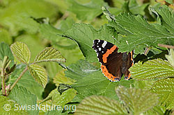 Vanessa atalanta (C367447) Vanessa atalanta (C367447)
