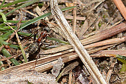 Formica lugubris (C368269) Formica lugubris (C368269)