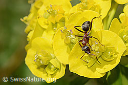 Zypressen-Wolfsmilch (Euphorbia cyparissias)