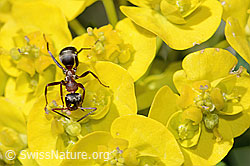 Formica lugubris on Euphorbia cyparissias (C368285) Formica lugubris on Euphorbia cyparissias (C368285)