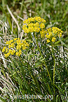 Euphorbia cyparissias (C368286) Euphorbia cyparissias (C368286)