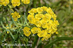 Euphorbia cyparissias (C368287) Euphorbia cyparissias (C368287)