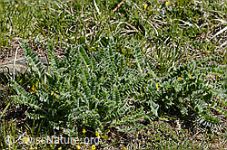 Astragalus exscapus (C368296) Astragalus exscapus (C368296)
