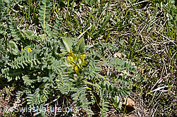 Astragalus exscapus (C368297) Astragalus exscapus (C368297)