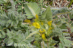 Astragalus exscapus (C368299) Astragalus exscapus (C368299)
