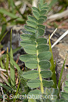 Astragalus exscapus (C368301) Astragalus exscapus (C368301)
