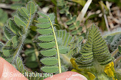 Astragalus exscapus (C368302) Astragalus exscapus (C368302)