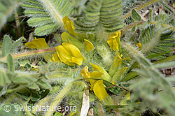 Astragalus exscapus (C368303) Astragalus exscapus (C368303)