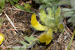 Astragalus exscapus (C368305) Astragalus exscapus (C368305)