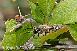 C368309: Weiden-Sandbiene (Andrena vaga)
