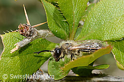 C368310: Weiden-Sandbiene (Andrena vaga)