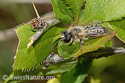 C368311: Weiden-Sandbiene (Andrena vaga)