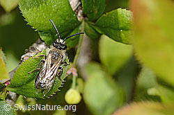 C368315: Weiden-Sandbiene (Andrena vaga)