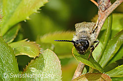 C368321: Weiden-Sandbiene (Andrena vaga)